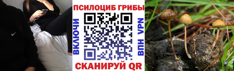 кракен вход  Черняховск  Псилоцибиновые грибы мицелий  цена наркотик 